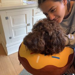 Post-Surgery Inflatable E-collar (large Dog)