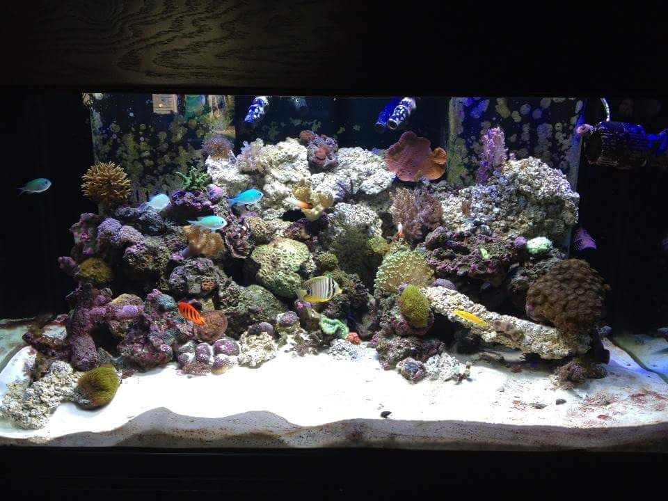 120 gallon Oceanic aquarium, stand, canopy