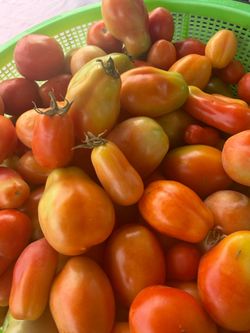 Tomate orgánico.  1.50$ libra