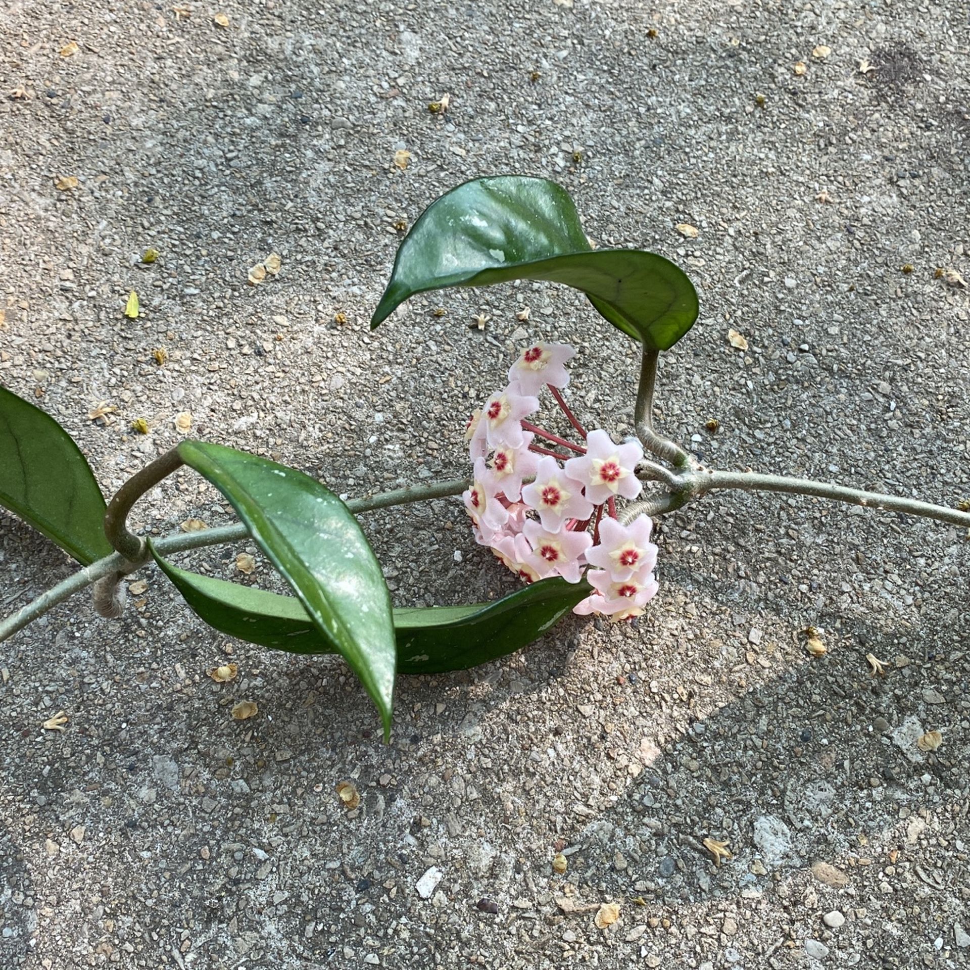 Rooted Blooming Hoya Carnosa Cutting Houseplant