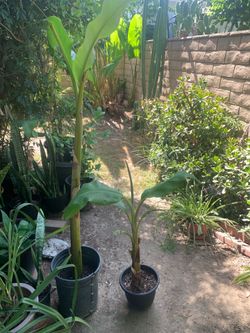 Sweet Banana Trees