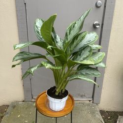 Aglaonema Chinese Evergreen House Plant 6” Pot