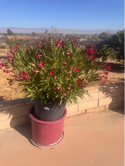 Oleander Trees Red & White