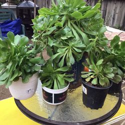 Succulents