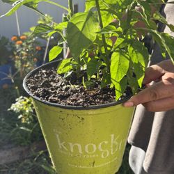 Chile Habanero Plants 