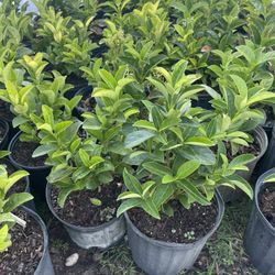 3gallon Sweet Viburnum $9 Ready to deliver to all Florida 