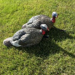 Avian X turkey decoys 