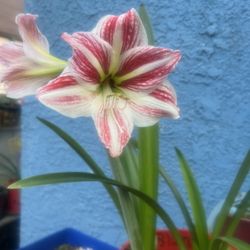 Amaryllis
