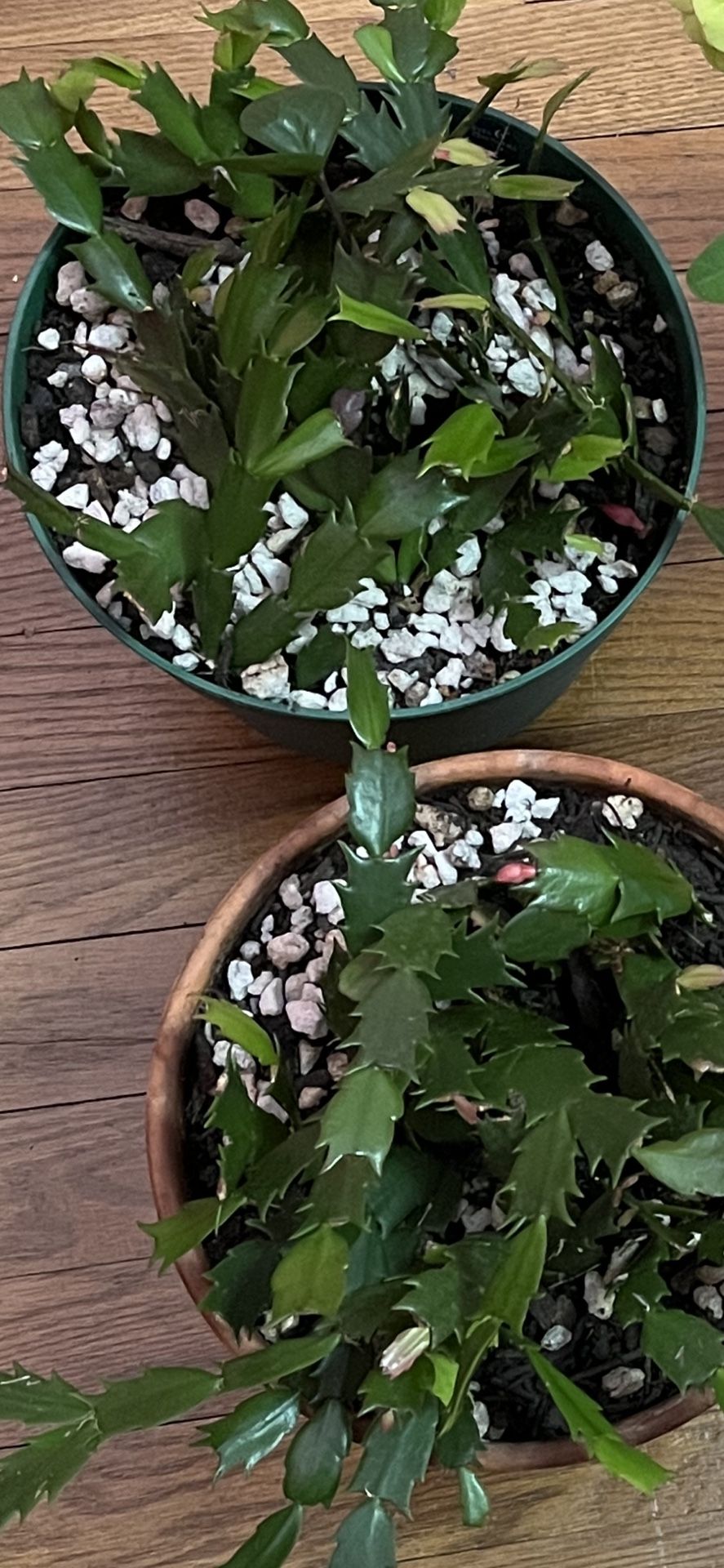 Holiday Cactus (2 Plants)