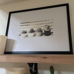 COOL SUCCULENT PICTURE 