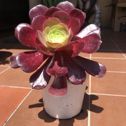 Red Aeonium Succulent 