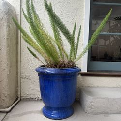 Large Foxtail Or Asparagus Plant in Aqua Blue Pots