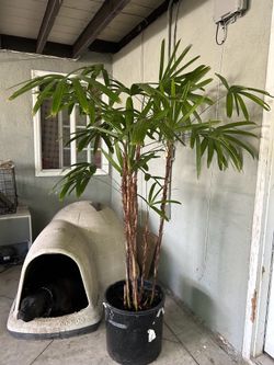Lady Palm tree