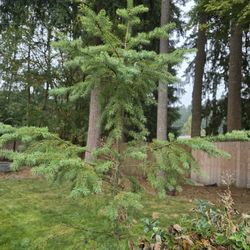 Douglas Fir