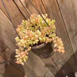 Cotyledon Pendens Succulent