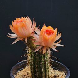Flowering Cacti For Collectors