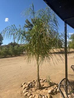 7 palm trees for sale give me 100$ for them all
