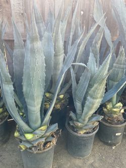Bonitas Plantas Naturales de maguey  a Buen precio