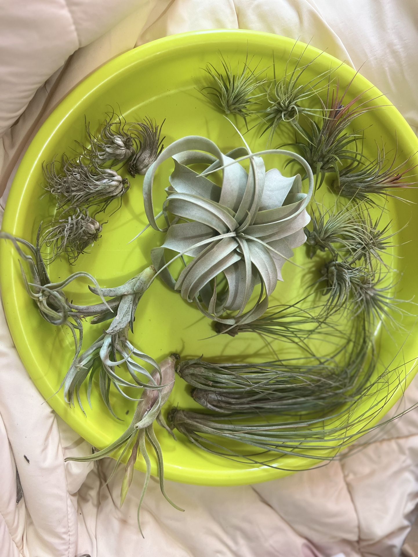 Air Plants!