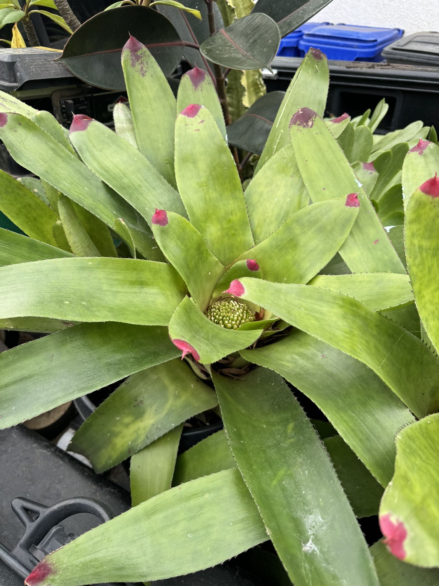 Neoregelia Candy Apple Bromeliad