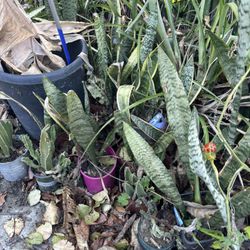 Snake Plants And 15 Gallons 7 Foot Sago Palm