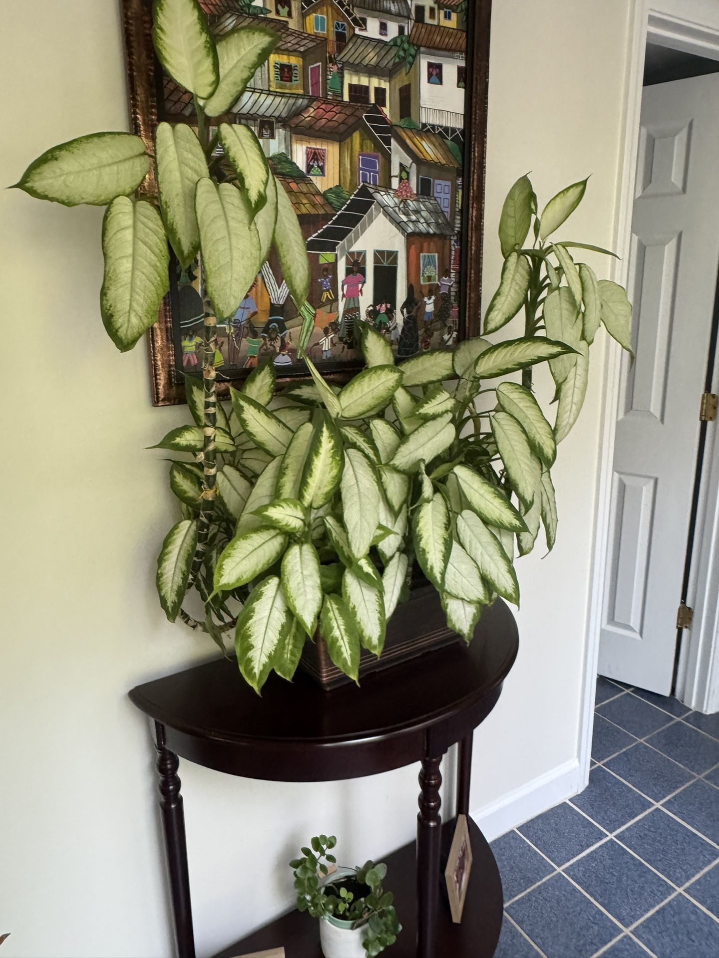 Large House plant