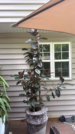 Rubber tree