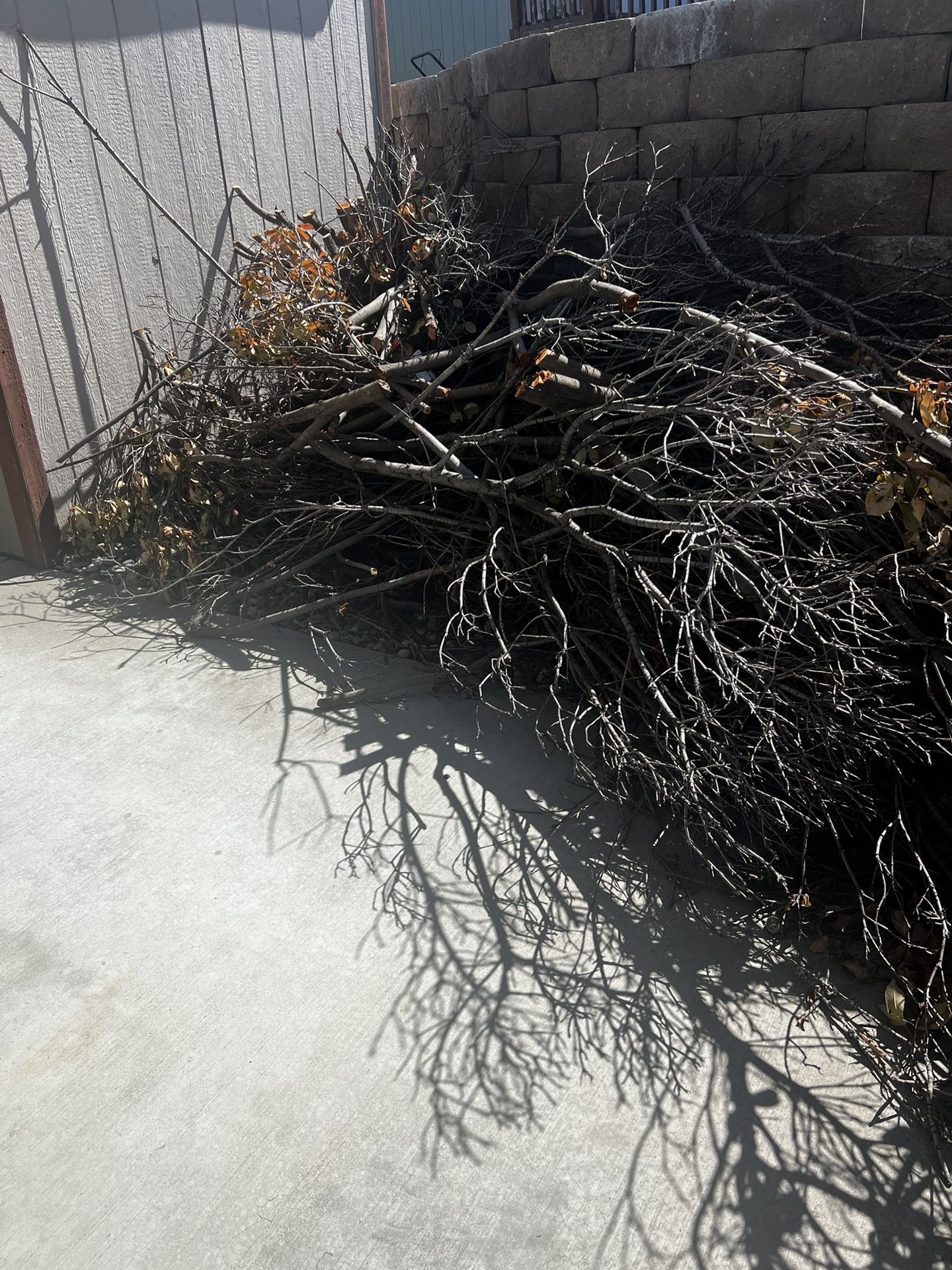Pile Of Tree Branches
