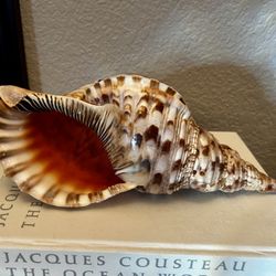 Gorgeous Large Sea Shell