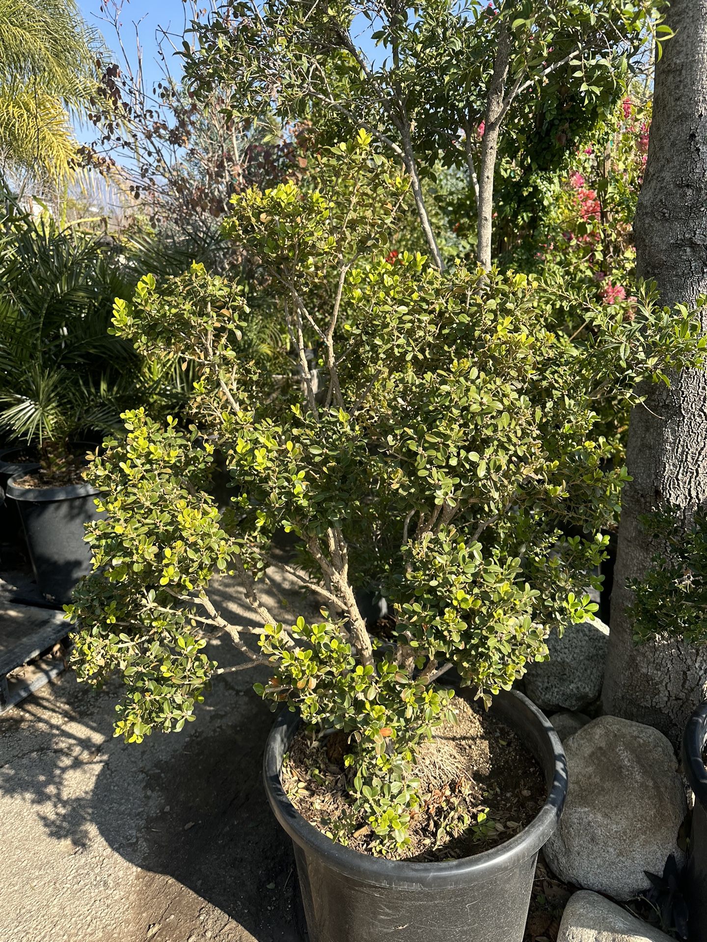 Japanese boxwood topiary bonsai