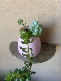 Plant