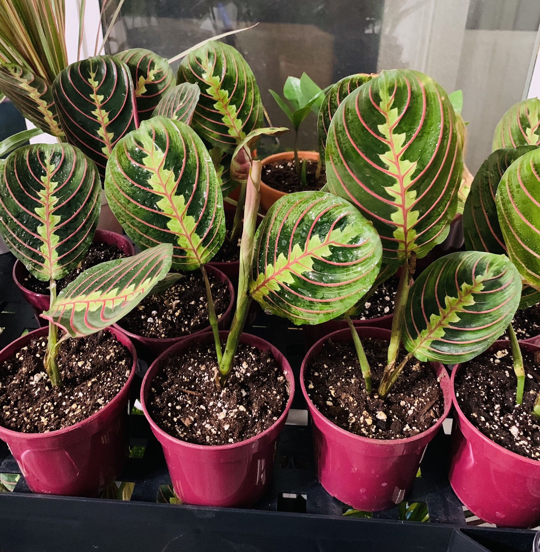 Gorgeous LIVE PRAYER PLANTS IN 4” Pots $10 EACH