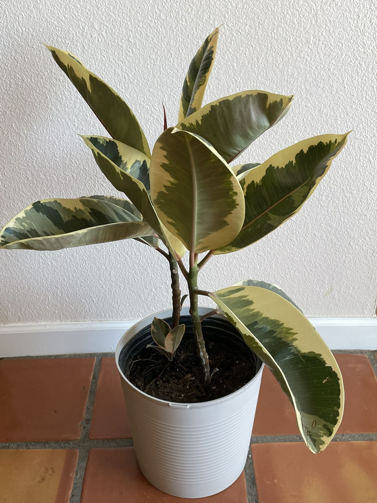 Variegated Rubber Plant