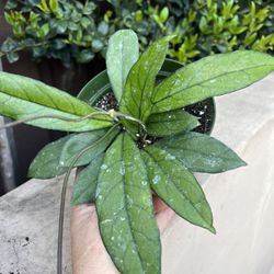 Hoya Crassipetiolata “6 Inch Pot 