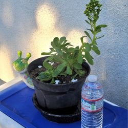 ORGANIC AEONIUM PLANT.