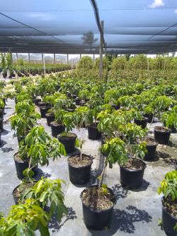 Lychee tree