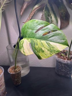 Monstera “Aurea” leaf cutting