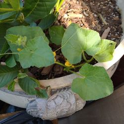 Planta De Calabaza Con Flor De Calabaza