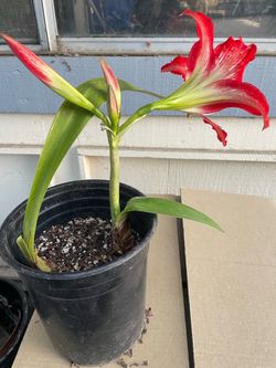 Amaryllis plant