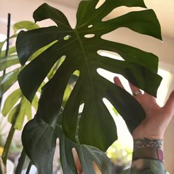 Monstera 