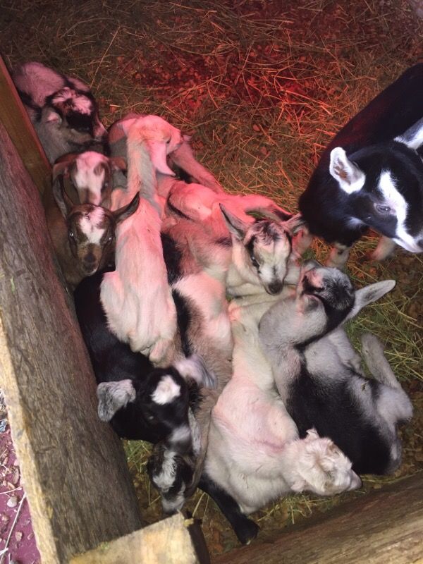 Baby Goats