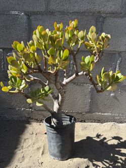 Crassula Ovata Jade Plant Succulent Bonsai