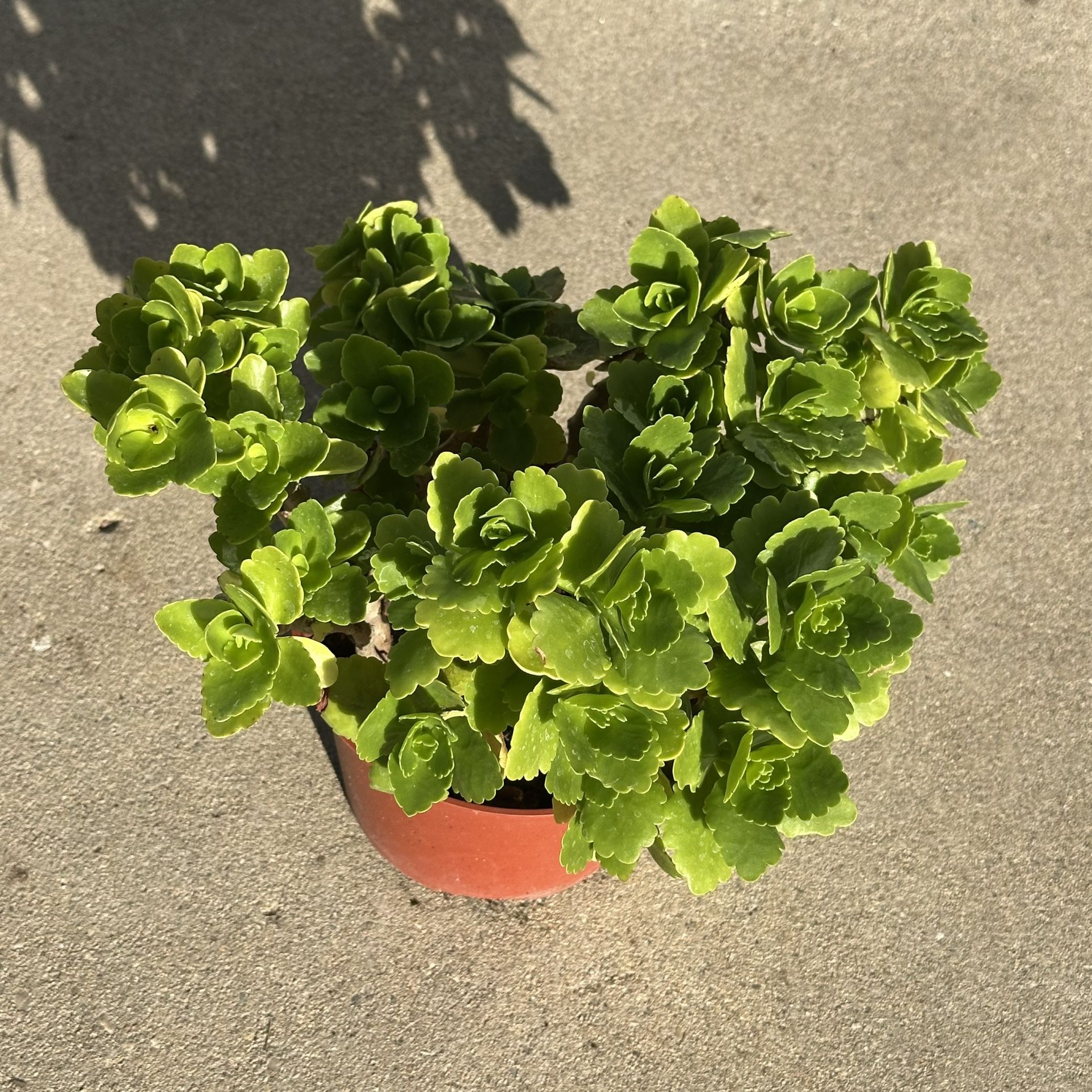 Widow's thrill Flower Plant Pot