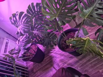 Monstera Deliciosa plants