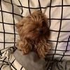 Gretta