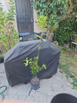 Lemon 🍋 tree 5.5 feet