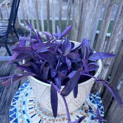 Healthy Plants In Planter