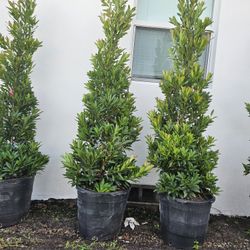 Japanese  Blueberry 6 to 7 feet tall Instant  accent  for your home  and landscaping 