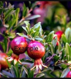 Pomegranate Tree/Árbol De Gradas
