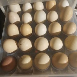Duck Eggs For Hatching